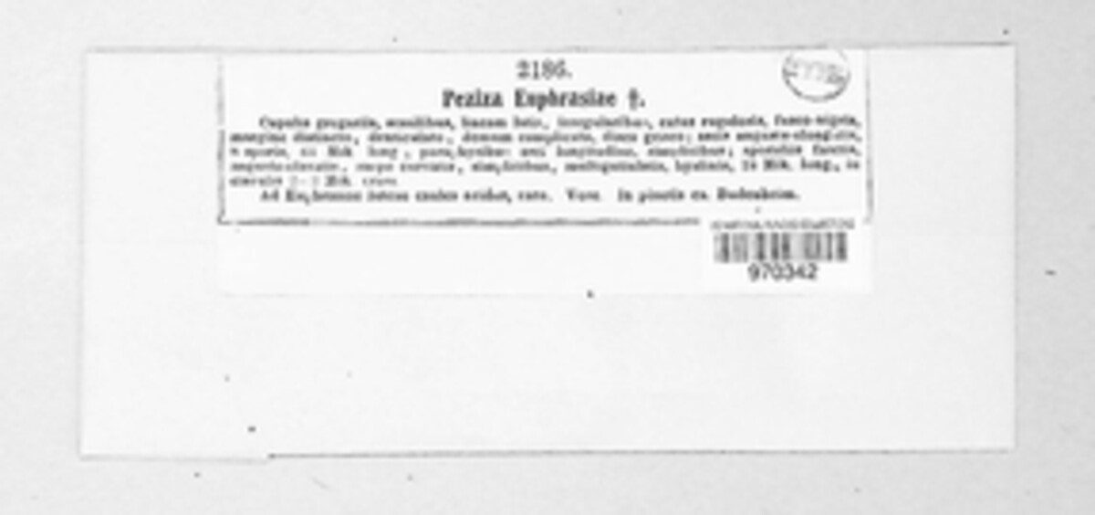 Mollisia euphrasiae image